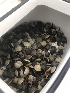 Half Day Trip – Scallop