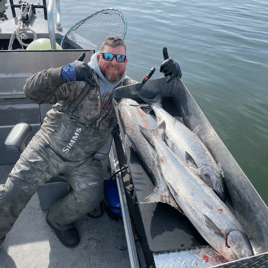 Columbia River fall Chinook Salmon