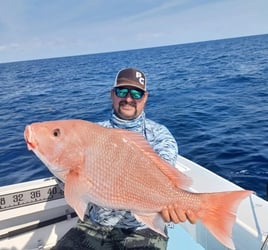 American Red Snapper