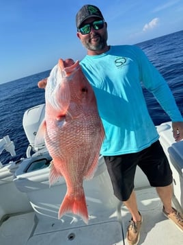 American Red Snapper