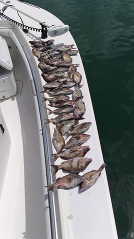 Nearshore Reef & Wreck Trips