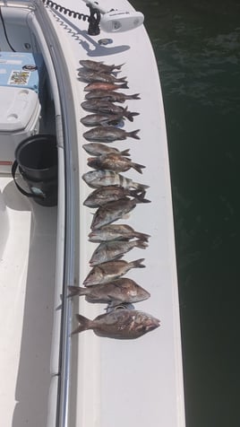 Nearshore Reef & Wreck Trips