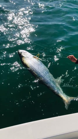 6-10 Hour Tarpon Trip