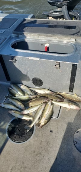 Walleye Fishing in Muskegon, Michigan