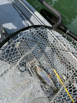 Arkansas Trout Guide