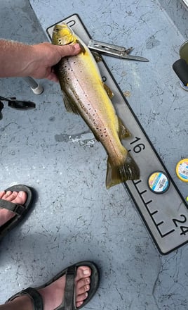 Arkansas Trout Guide