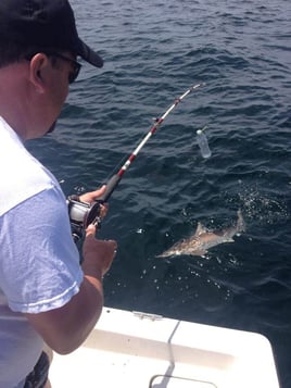 Sharks Baby! - 22’ Cape Horn