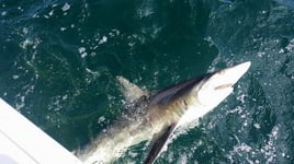 Sharks Baby! - 22’ Cape Horn