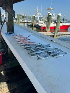 4 hour Inshore/nearshore 