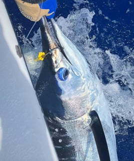 Reel Escapes A'u Nui 40' Cabo