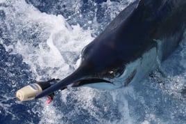 Reel Escapes A'u Nui 40' Cabo