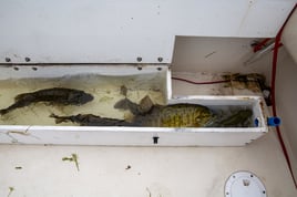 Lk. St Clair Multi-Species Trolling