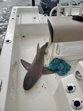 Near Coastal Reef fishing