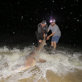 Cape May Land Based Shark Fishing