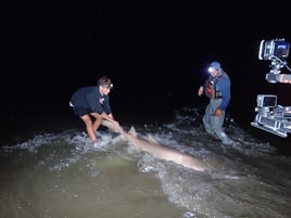 Cape May Land Based Shark Fishing