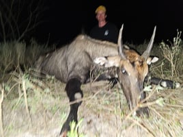 South Texas Thermal Nilgai Hunts