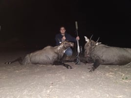 South Texas Thermal Nilgai Hunts