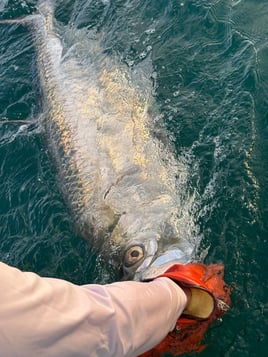 Anna Maria Tarpon Trip