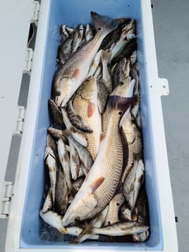 Half day Inshore