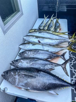 8 Hour Nearshore / Offshore Trip