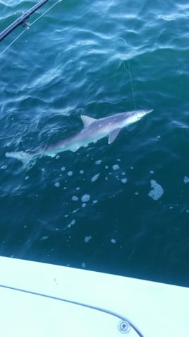 Spring Break Specials