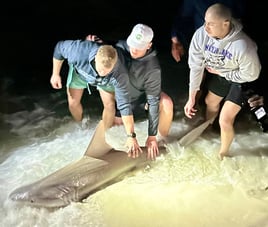 Shark Fishing
