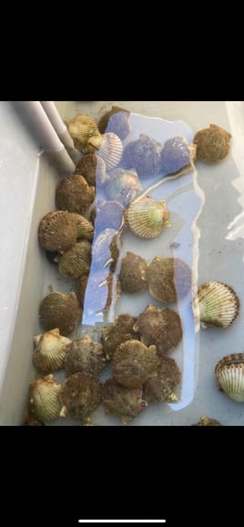 Scalloping (Easter egg hunt)