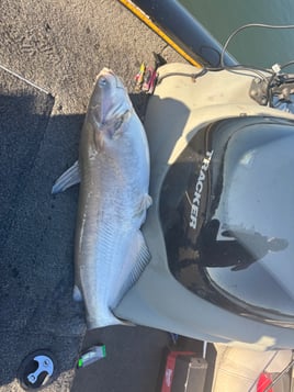 Morning Spotted Bass Fishing 