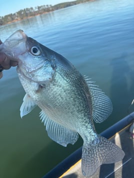 Morning Spotted Bass Fishing 
