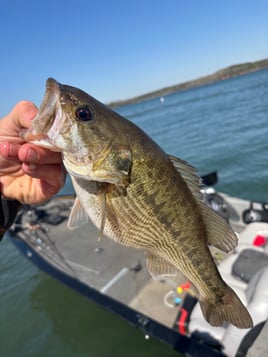 Morning Spotted Bass Fishing 
