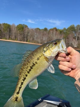 Morning Spotted Bass Fishing 