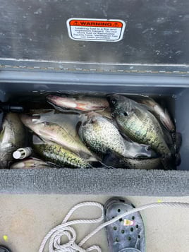 Lake O the Pines Crappie Adventure!