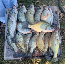 Lake O the Pines Crappie Adventure!