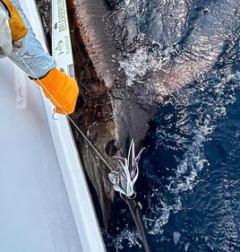 Full Day Offshore Trip