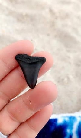 3 hr shelling/island trip 