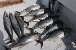 Offshore Fishing Trip