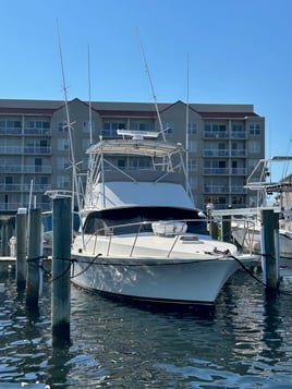 Sunset Dolphin Cruise