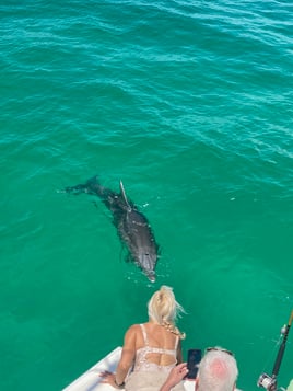 Sunset Dolphin Cruise