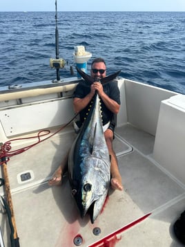 Bluefin Tuna Drifting