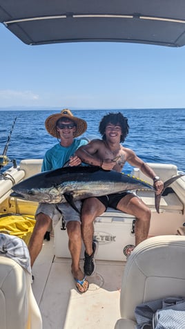 Bluefin Tuna Drifting
