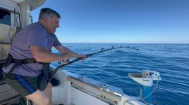 Bluefin Tuna Drifting