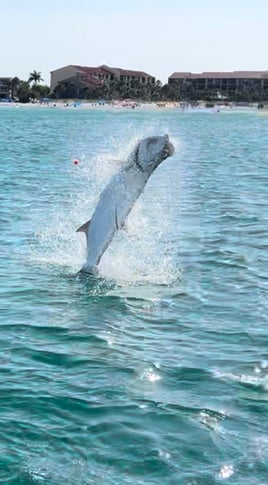 Seasonal tarpon fishing