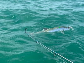 Seasonal tarpon fishing