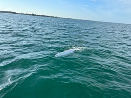 Seasonal tarpon fishing