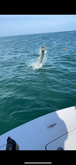 Seasonal tarpon fishing