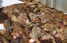 Winter Flounder 4 Hour Trips