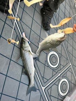 4-8 Hour Trip - Inshore/Nearshore