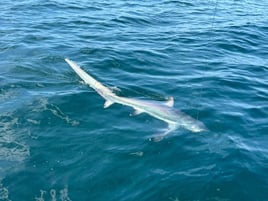 10 Hour Trip – Shark Fishing