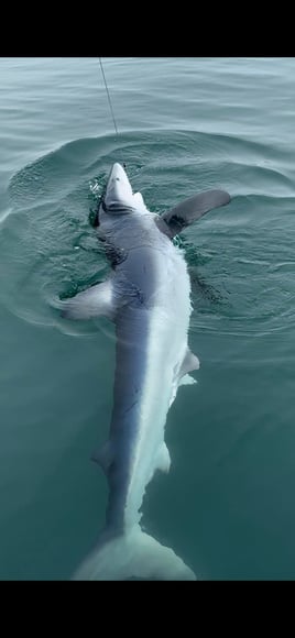 10 Hour Trip – Shark Fishing