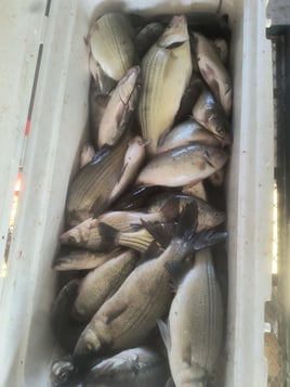 Bass, Crappie, and Catfish trips